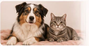An australian shepherd and a tabby cat resting side by side