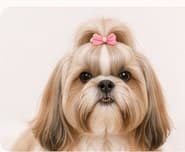A shih tzu with a pink bow after a full groom