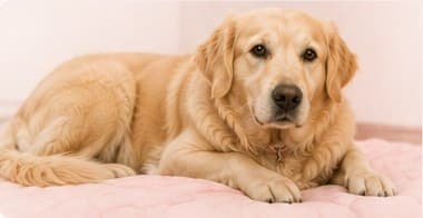 A golden retriever resting comfortably on a soft pink blanket after surgery